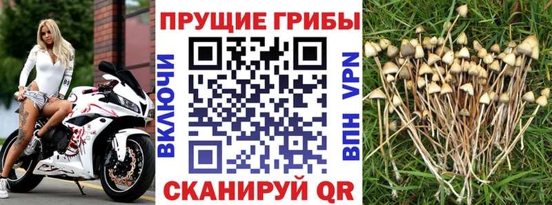 Псилоцибиновые грибы мицелий Ярцево